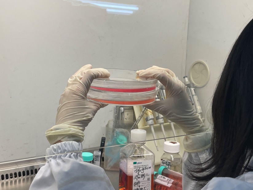 国家级大学生创新训练项目中的细胞实验观察